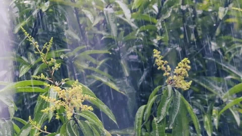Mango Tree Blossoms in Heavy Monsoon Rain - Tropical Nature Close-up Video 動画素材 334784827