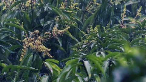 Mango Tree Blossoms in Heavy Monsoon Rain - Tropical Nature Close-up Stock Footage 334787226