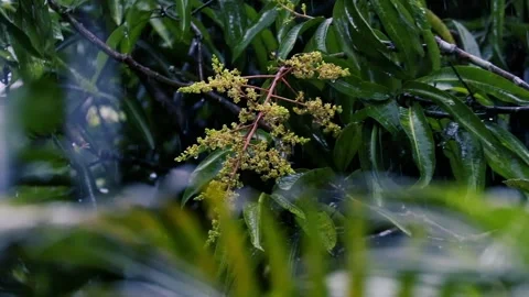 Mango Tree Blossoms in Heavy Monsoon Rain - Tropical Nature Close-up Video Stock Footage 334804099