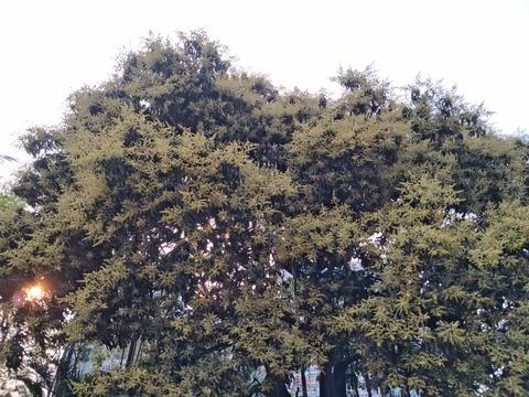 Mango tree blossoms  trees in the background sky create natural garden Stock Photos