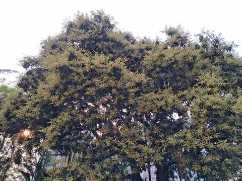Mango tree blossoms  trees in the background sky create natural garden Stock Photos
