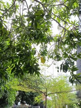 Mango tree in the blue sky Stock Photos