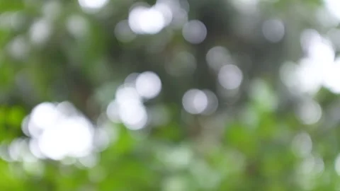 Mango Tree Bokeh Stock Footage 201877792