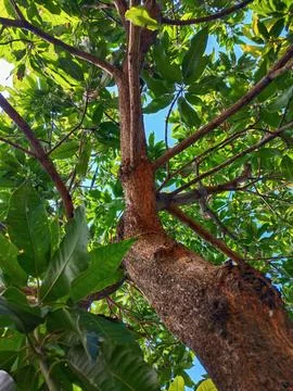 Mango tree branch Stock Photos
