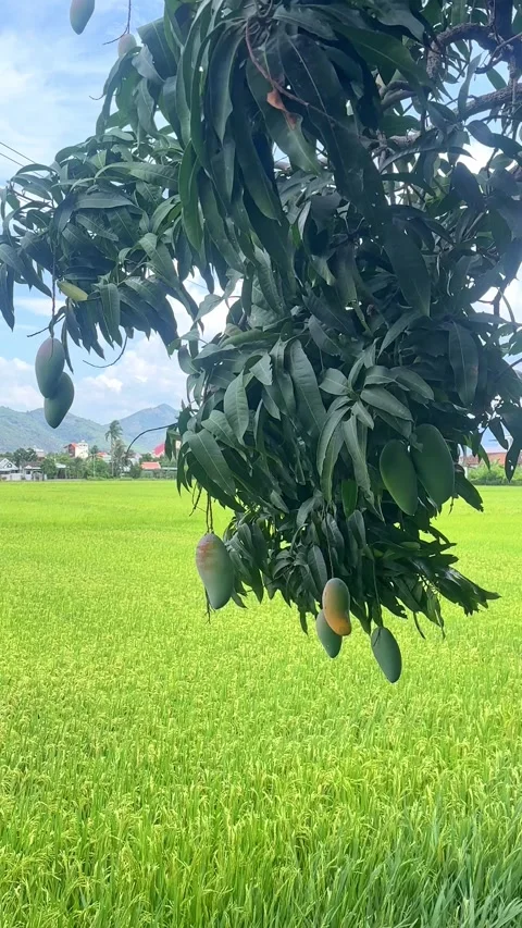 Mango tree branches display ripe and unripe mangoes, with vibrant green leaves Stock Footage 342484186