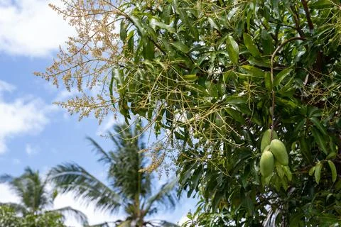 Mango tree branches with fruit in tropical Thailand Stock Photos