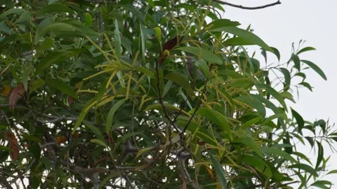 Mango tree branches with green leaves 스톡 동영상 329384001
