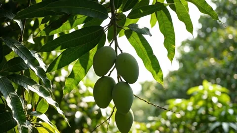A mango tree with bunches of unripe green mangoes Stock Footage 330601009
