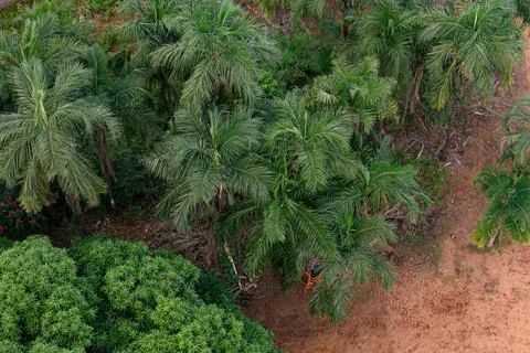 Mango tree canopy and palm trees Stock Photos