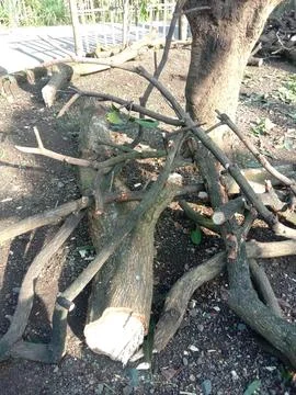 Mango tree cut Stock Photos