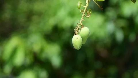 Mango tree in a farm. Stock Footage 244592127