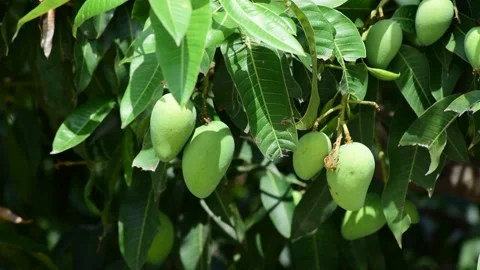 Mango tree in a farm. Stock Footage 244698501