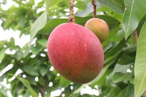 Mango on tree in farm for harvest Stock Photos