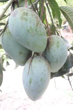 Mango on tree in farm for sell are cash crops Stock Photos