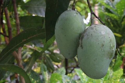 Mango on tree in farm for sell are cash crops Stock Photos