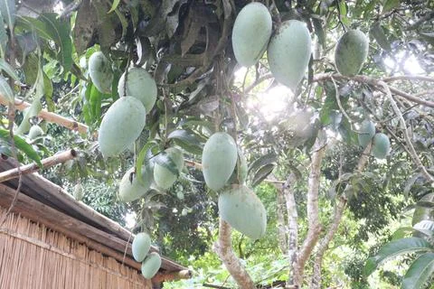 Mango on tree in farm for sell are cash crops Stock Photos