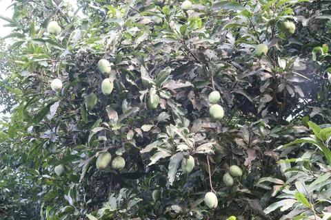 Mango on tree in farm for sell are cash crops Stock Photos