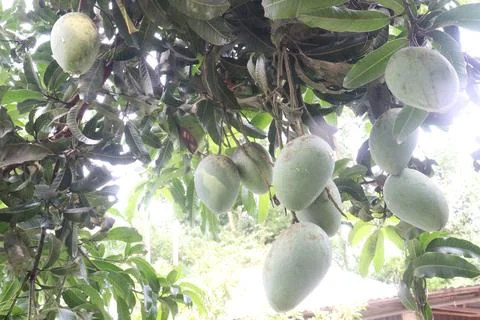 Mango on tree in farm for sell are cash crops Stock Photos