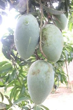Mango on tree in farm for sell are cash crops Stock Photos