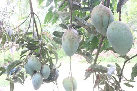 Mango on tree in farm for sell are cash crops Stock Photos