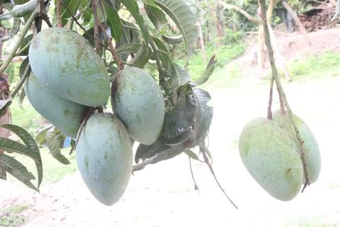 Mango on tree in farm for sell are cash crops Stock Photos