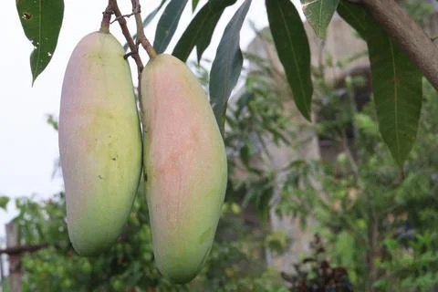 Mango on tree in farm for sell are cash crops Stock Photos