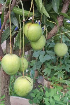 Mango on tree in farm for sell are cash crops Stock Photos