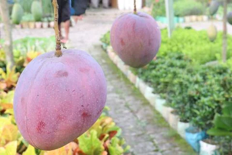 Mango on tree in farm for sell are cash crops Stock Photos