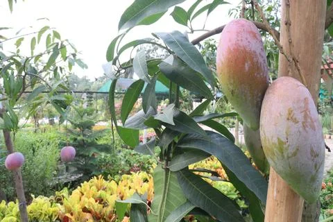 Mango on tree in farm for sell are cash crops Stock Photos