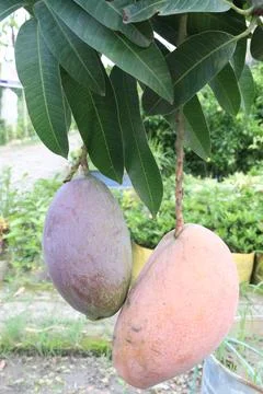 Mango on tree in farm for sell are cash crops Stock Photos