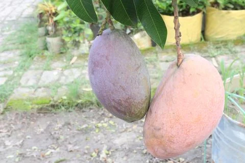 Mango on tree in farm for sell are cash crops Stock Photos