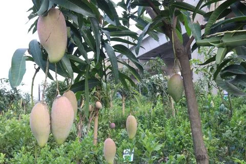 Mango on tree in farm for sell are cash crops Stock Photos