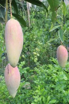 Mango on tree in farm for sell are cash crops Stock Photos