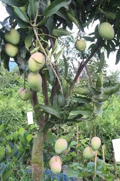 Mango on tree in farm for sell are cash crops Stock Photos