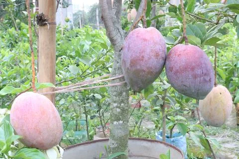 Mango on tree in farm for sell are cash crops Stock Photos