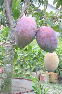 Mango on tree in farm for sell are cash crops Stock Photos