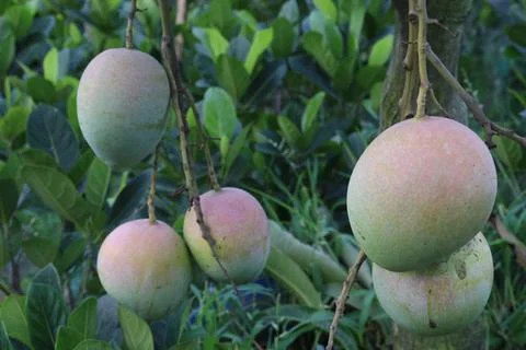Mango on tree in farm for sell are cash crops Stock Photos