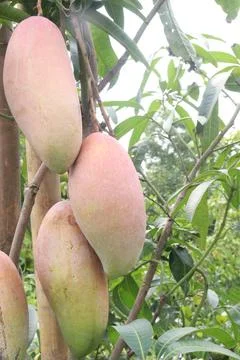 Mango on tree in farm for sell are cash crops Stock Photos