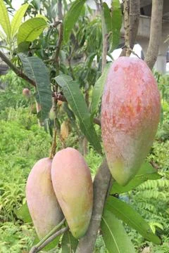 Mango on tree in farm for sell are cash crops Stock Photos