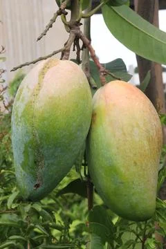 Mango on tree in farm for sell are cash crops Stock Photos