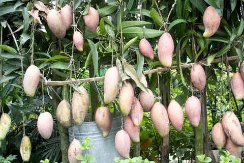 Mango on tree in farm for sell are cash crops Stock Photos