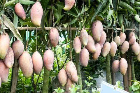 Mango on tree in farm for sell are cash crops Stock Photos