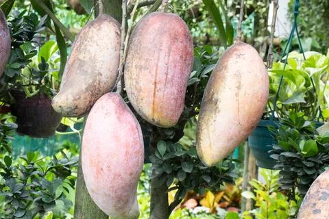 Mango on tree in farm for sell are cash crops Stock Photos