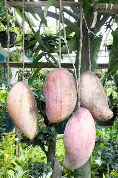 Mango on tree in farm for sell are cash crops Stock Photos