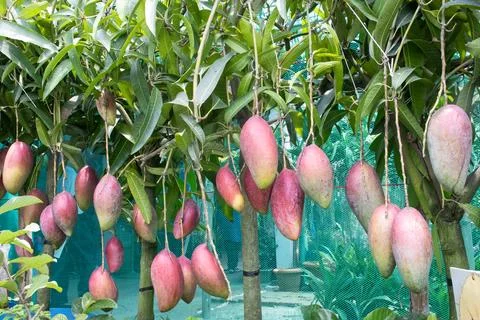 Mango on tree in farm for sell are cash crops Stock Photos
