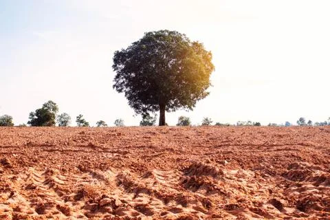 Mango tree on field. Stock Photos