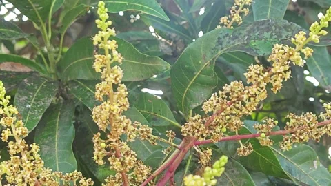 Mango tree flower. Stock Footage 339267274