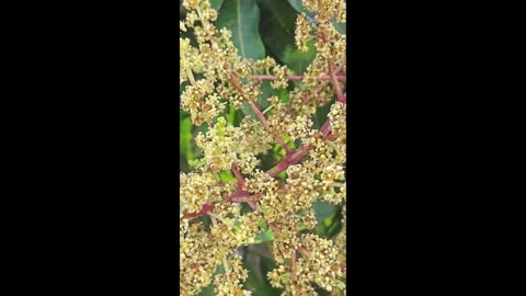 Mango tree flower. Stock Footage 339267822