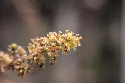 Mango tree flower. Stock Photos