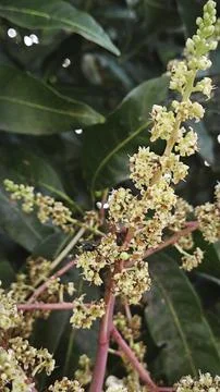 Mango tree flower. Stock Photos